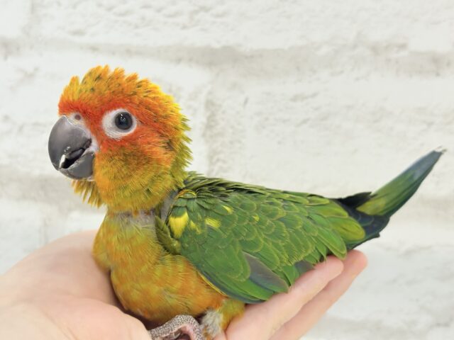 コガネメキシコインコ
