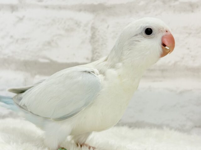 オキナインコ