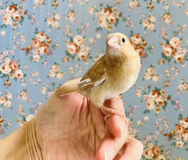 十姉妹（ジュウシマツ）