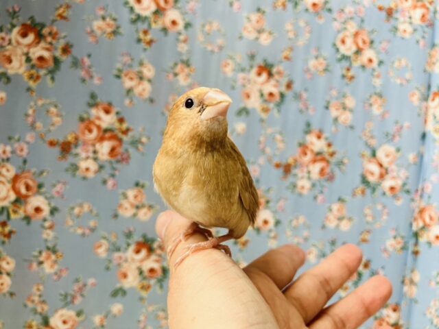 十姉妹（ジュウシマツ）