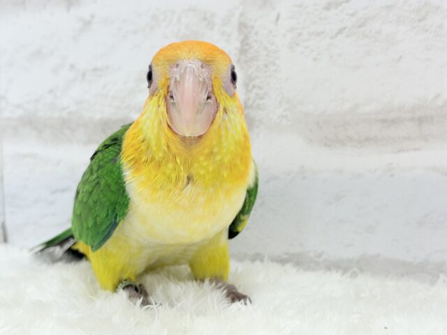 シロハラインコ