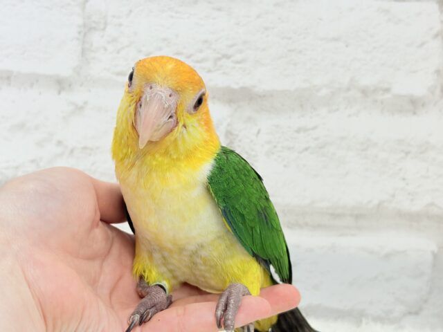 シロハラインコ