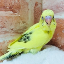 セキセイインコ（ハルクイン）💛♥💛♥💛♥💛♥