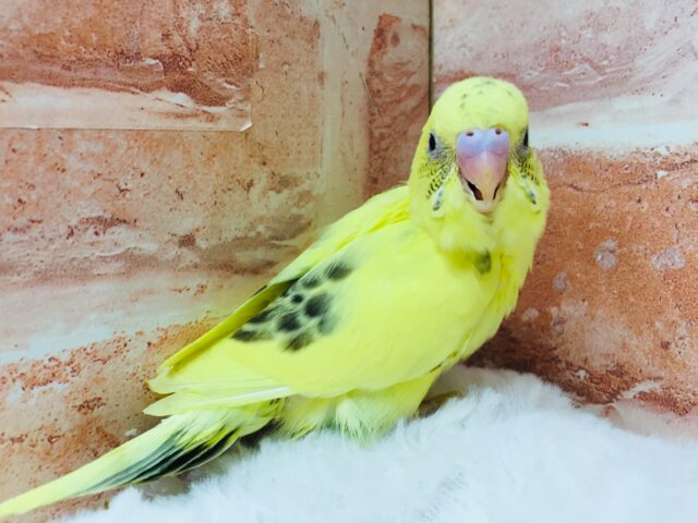セキセイインコ（ハルクイン）💛♥💛♥💛♥💛♥