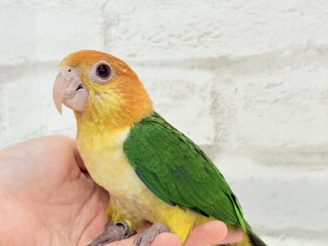 シロハラインコ