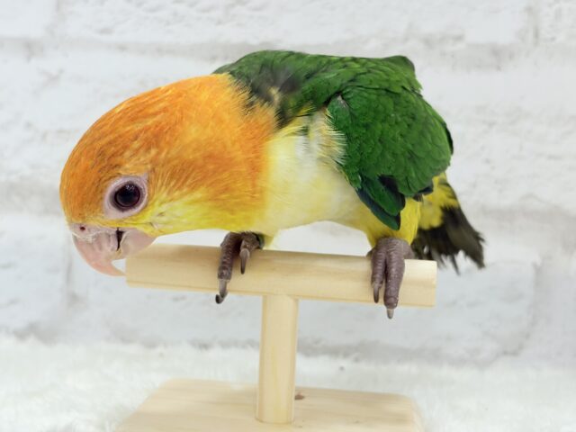 シロハラインコ