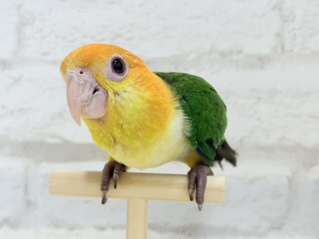 シロハラインコ