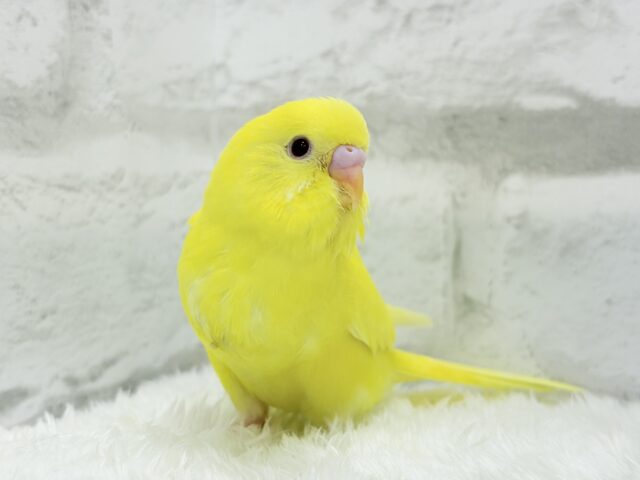 【あと1羽🐥】ケルベロス!??黄色い元気っ子🐣💛セキセイインコ(ルチノー) ヒナ セキセイインコ