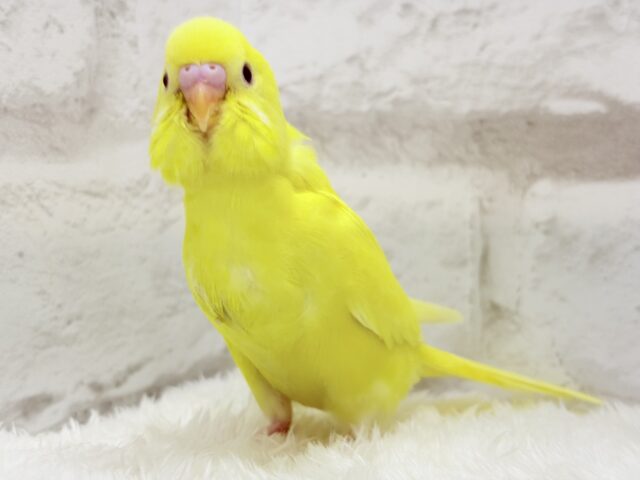 【あと1羽🐥】ケルベロス!??黄色い元気っ子🐣💛セキセイインコ(ルチノー) ヒナ セキセイインコ