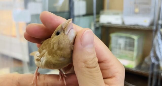 十姉妹（ジュウシマツ）