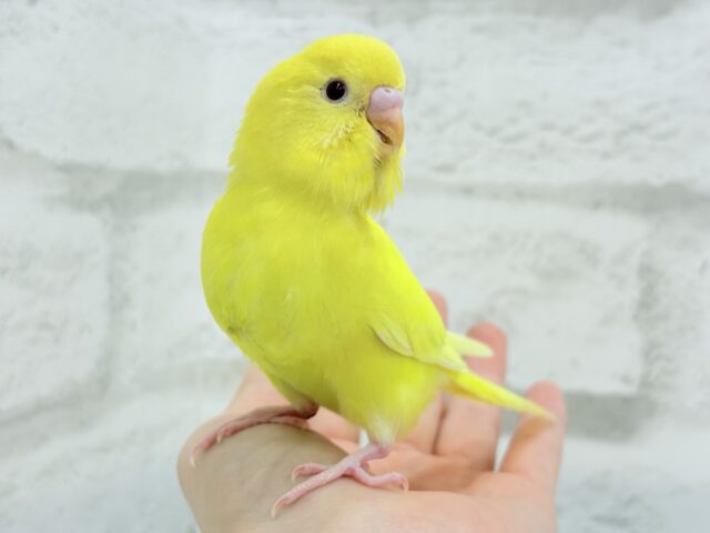 【あと1羽🐥】ケルベロス!??黄色い元気っ子🐣💛セキセイインコ(ルチノー) ヒナ セキセイインコ