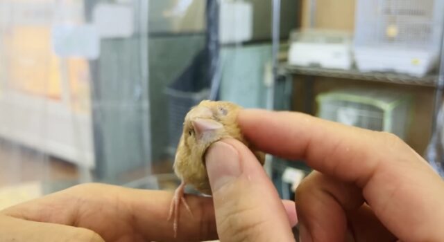 十姉妹（ジュウシマツ）