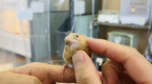 十姉妹（ジュウシマツ）