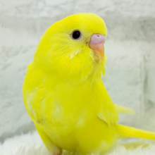 【あと1羽🐥】ケルベロス！？？黄色い元気っ子🐣💛セキセイインコ(ルチノー) ヒナ