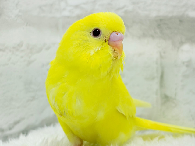 【あと1羽🐥】ケルベロス!??黄色い元気っ子🐣💛セキセイインコ(ルチノー) ヒナ 【あと1羽🐥】ケルベロス!??黄色い元気っ子🐣💛セキセイインコ(ルチノー) ヒナ