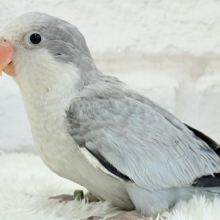 落ち着きカラーのペンギンさん🐧🩶オキナインコ(コバルトオパーリン) ヒナ