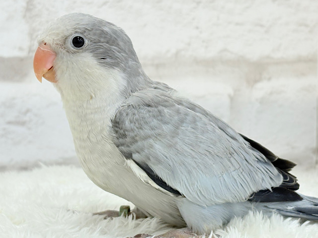 落ち着きカラーのペンギンさん🐧🩶オキナインコ(コバルトオパーリン) ヒナ 落ち着きカラーのペンギンさん🐧🩶オキナインコ(コバルトオパーリン) ヒナ