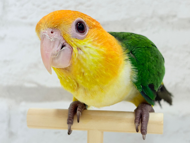 甘えんぼ代表の座は譲りませんっ🐥🍬🫧シロハラインコ(男の子) ヒナ