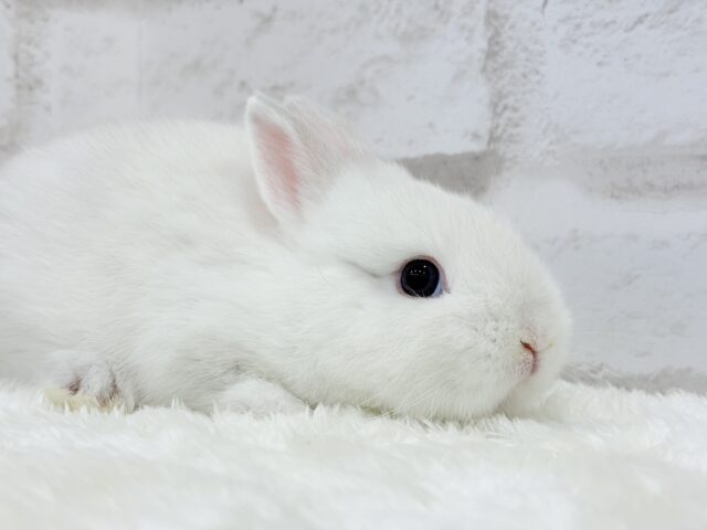 ネザーランドドワーフ