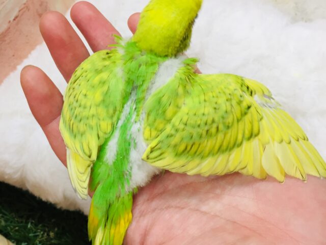 セキセイインコ