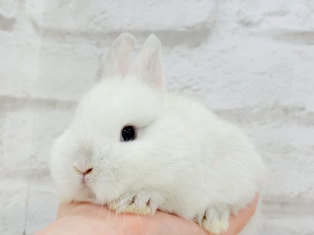 ネザーランドドワーフ