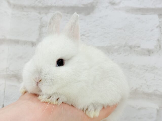 ネザーランドドワーフ