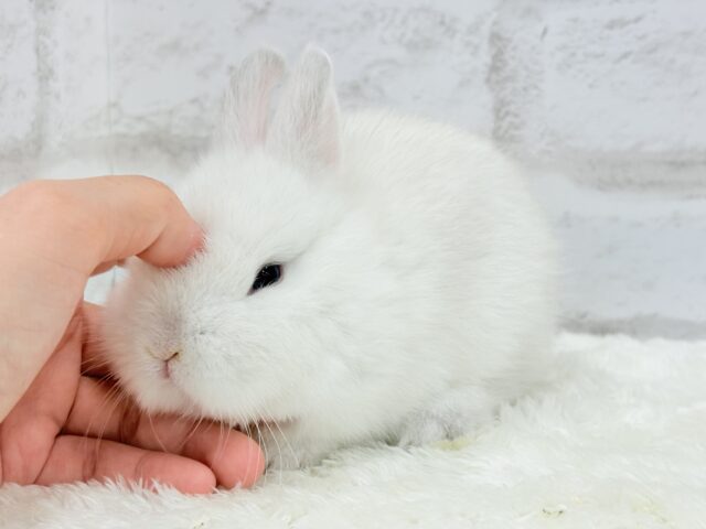 ネザーランドドワーフ