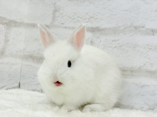 ネザーランドドワーフ