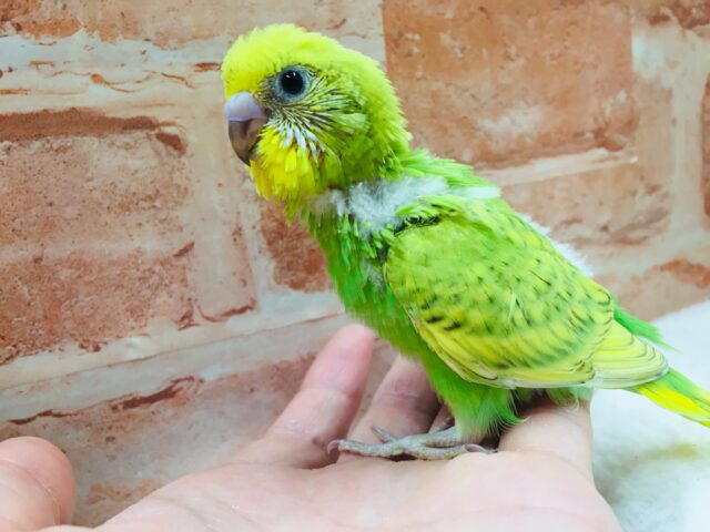 セキセイインコ