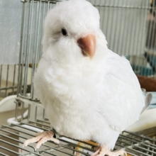 最新画像＆動画更新❤まんまるヨチヨチ怪獣⁈オキナインコ（ブルーパリドオパーリン）