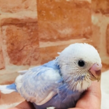 透き通るような美しいブルー💙💙　セキセイインコ（スパングル）