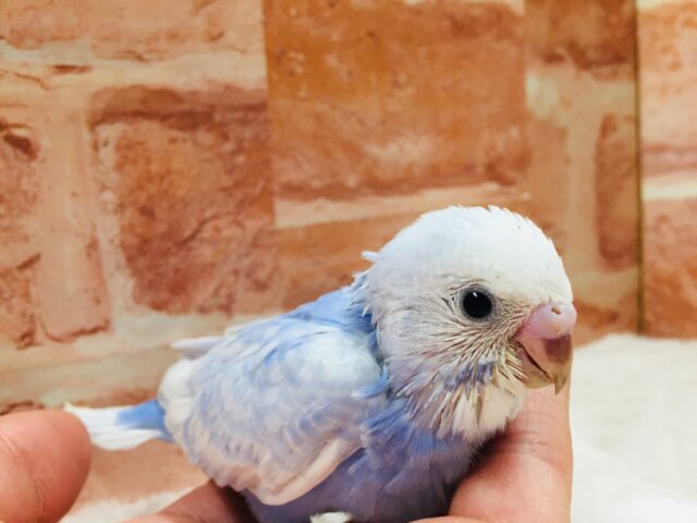 透き通るような美しいブルー💙💙　セキセイインコ（スパングル）