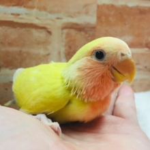 まさに“小さな太陽”🌞🌞　コザクラインコ（ゴールデン系）