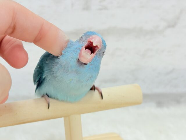 幸せの青い鳥🐥💙マメルリハ(ブルー) 女の子 マメルリハ