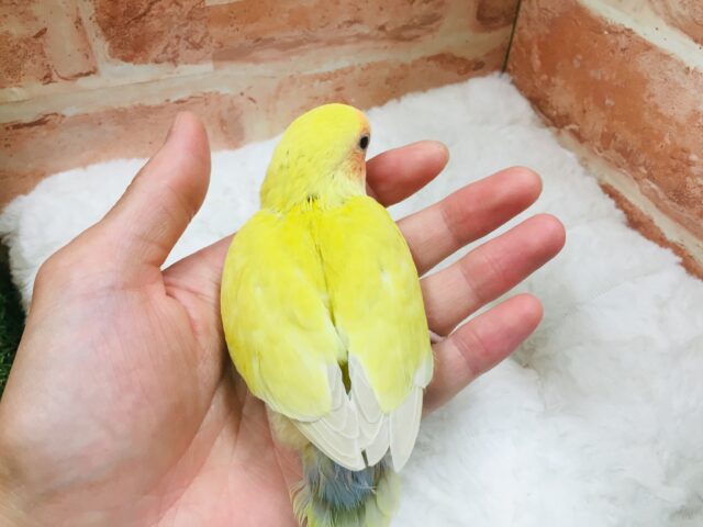 コザクラインコ（小桜インコ）