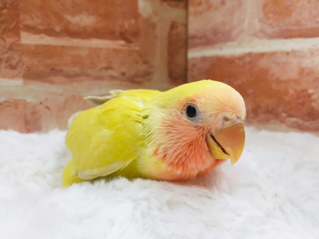 コザクラインコ（小桜インコ）