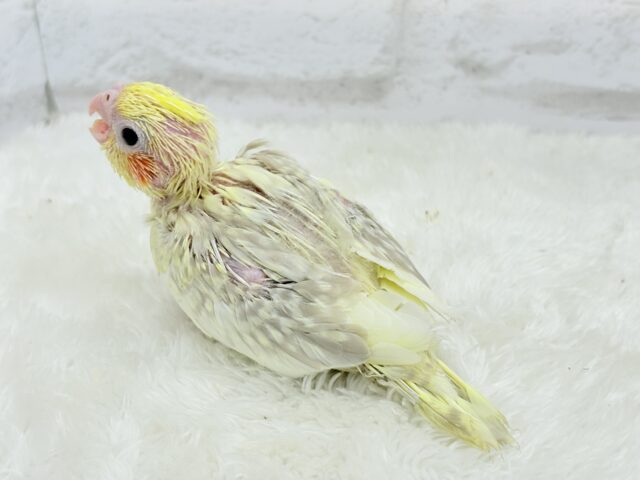 オカメインコ