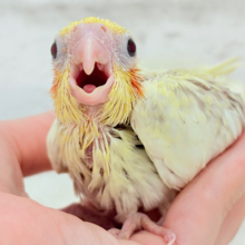 癒しカラーのミニミニ怪獣🐥♪オカメインコ(シナモンパールパイド) ヒナ