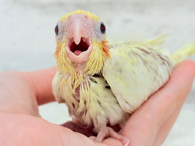 癒しカラーのミニミニ怪獣🐥♪オカメインコ(シナモンパールパイド) ヒナ