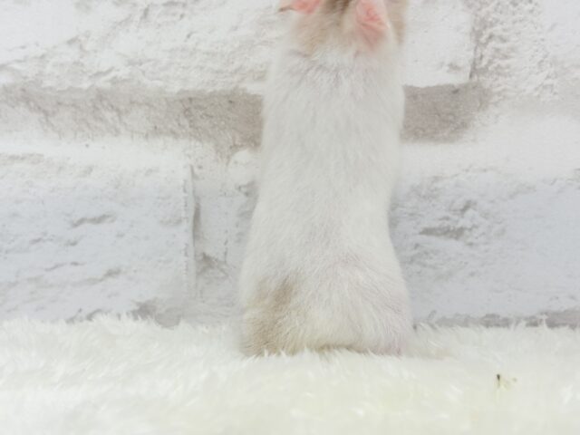 ゴールデンハムスター