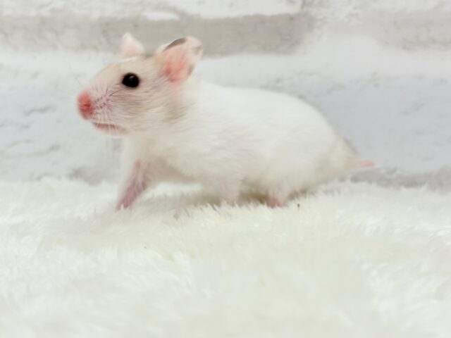 ゴールデンハムスター