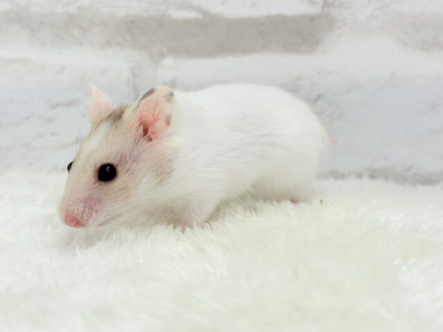ゴールデンハムスター