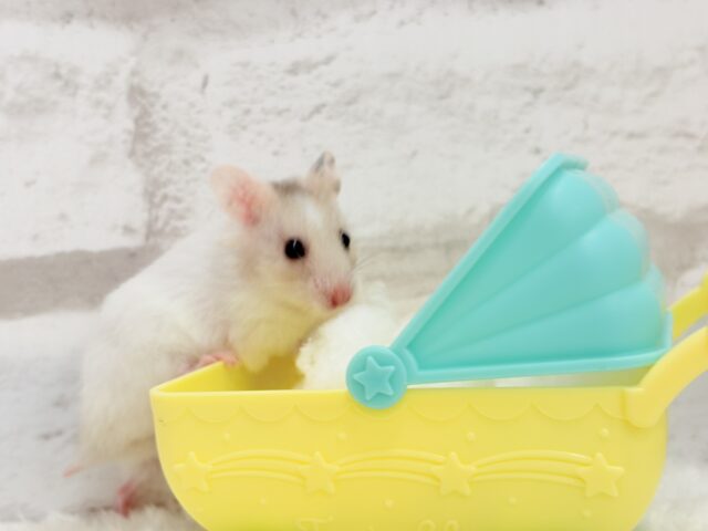 ゴールデンハムスター