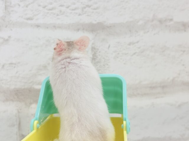 ゴールデンハムスター