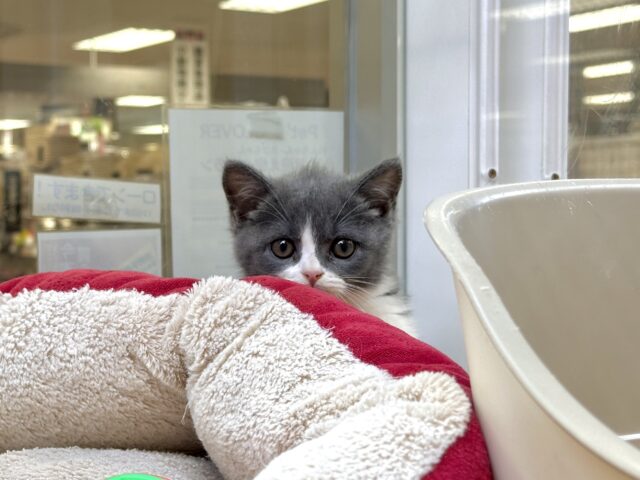 スコティッシュフォールド