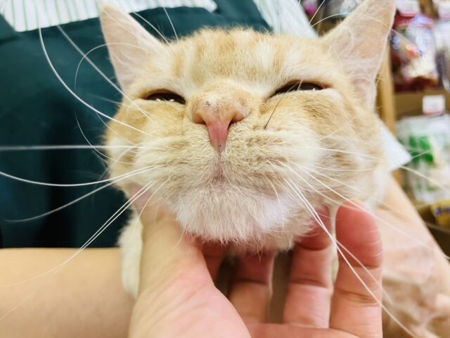 激推し💟甘えんぼさんでとっても愛おしい ੈ❤︎ かわいいかわいいラムキンくん🐏💟