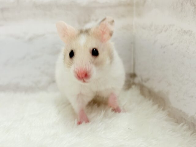 ゴールデンハムスター