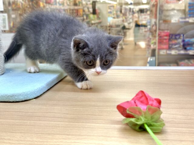 スコティッシュフォールド