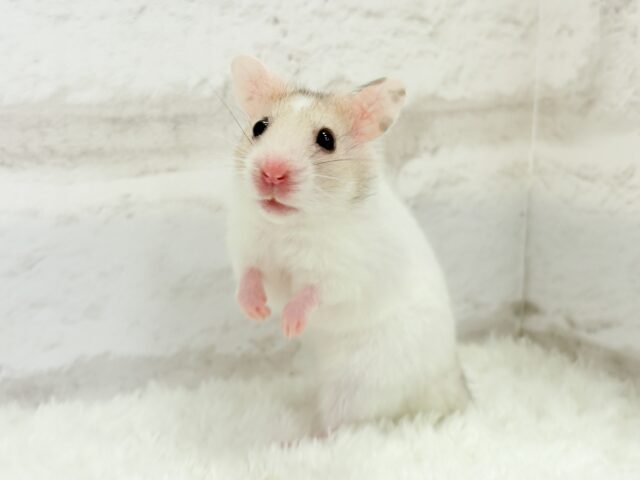 ゴールデンハムスター