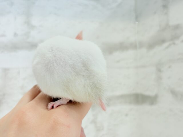 ゴールデンハムスター